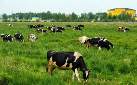 В Томской области сократилось поголовье скота и птицы