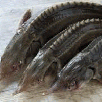 В Томской области выловили более двух тысяч тонн рыбы