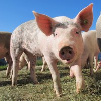  Мясное животноводство станет новым приоритетом АПК Томской области