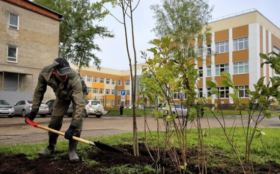 Иван Кляйн потребовал проводить озеленение в зонах дорожного ремонта