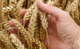 В Томской области аграрии собрали 148 тыс. тонн зерна