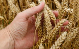 Томская область получит 36 млн рублей на поддержку производителей зерна