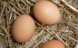 Мазур после вопроса Путина обсудит с томскими птицефабриками стоимость яиц