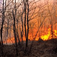 В Томской области готовятся к лесным пожарам