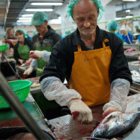 Руководство Парабельского рыбзавода намерено расширить производство