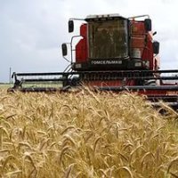 МЭР оценил перспективы урожая зерна в России осторожнее, чем Минсельхоз