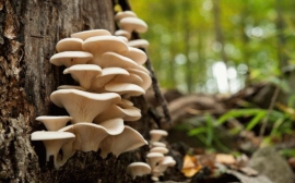 Иностранные учёные изучат томские грибы