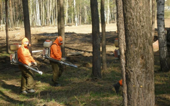 На борьбу с шелкопрядом в томских лесах направят более 49 млн рублей