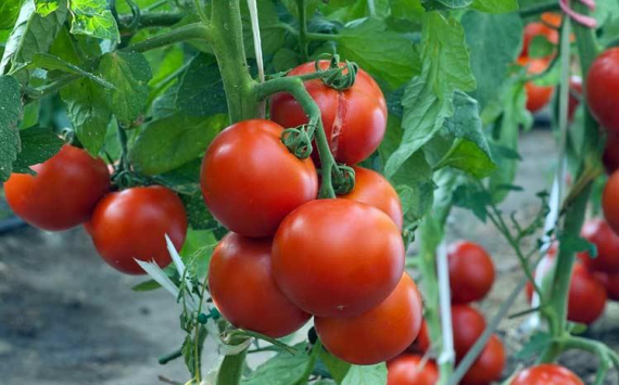 Биологический институт ТГУ разработал раствор для выращивания огурцов и томатов на Севере