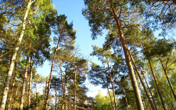 В Томске будет проведена подготовка к лесоустройству