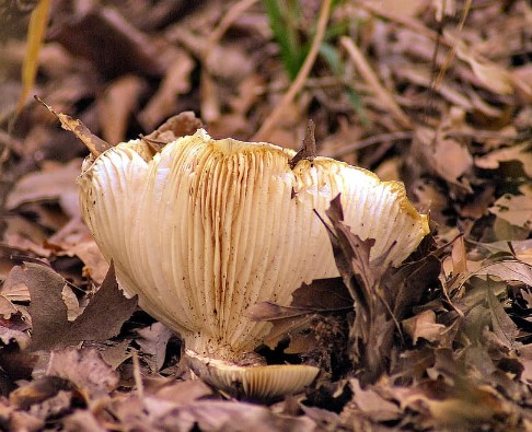 В Томске начали выращивать экологически чистые грибы