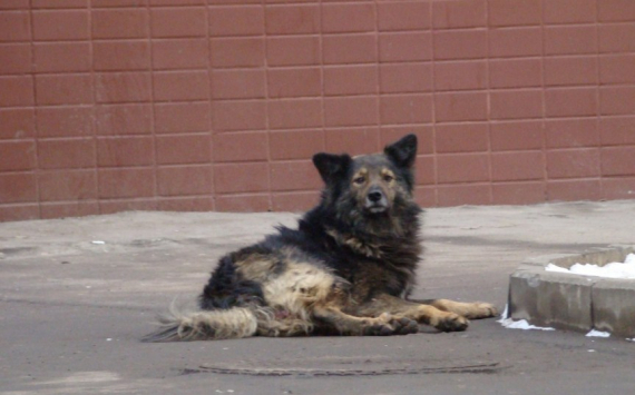 Власти Томска потратят 18,3 млн рублей на отлов собак