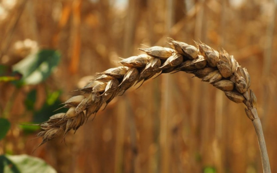Томские аграрии собрали рекордные 500 тыс. тонн зерна