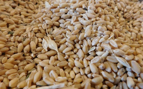 В Томской области аграрии не могут продать прошлогоднее зерно