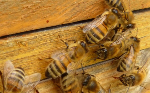 В Томской области пчеловодам предоставили интерактивные карты сельхозполей