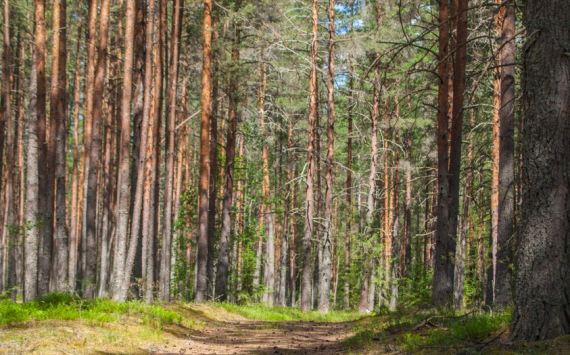 В Томской области на охрану лесов от пожаров добавили 70 млн рублей