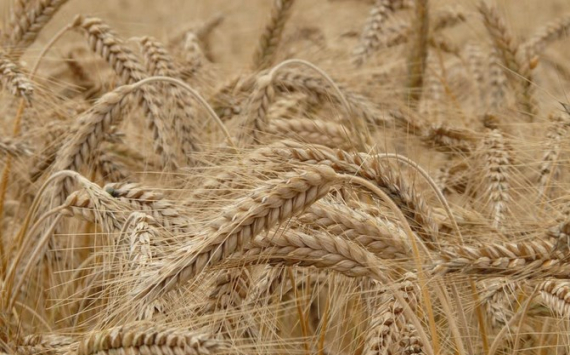 В Томской области аграрии увеличат площадь сельхозугодий под зерновые на 2%